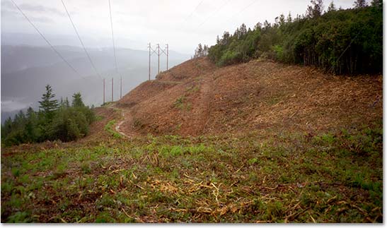cross county powerline after slashbuster treatment