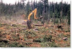 equipment mulching slash debris after clearcutting