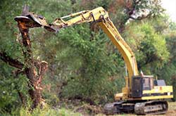 Brush cutter attachment mulching a large tree