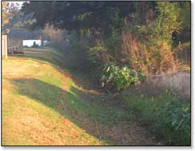 Before picture showing drainage overgrown with brush