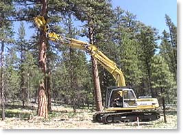 limbing a tree with the thrid boom