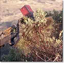 Brush cutting manzanita