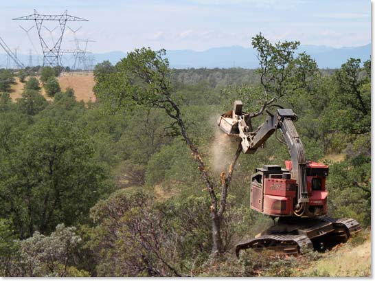 shredding a tree under powerline with HD480B brush cutter