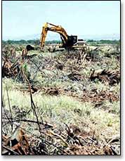 slashbuster removing salt cedar trees