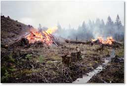 Burning piles of slash with compacted and scarified soil in foreground