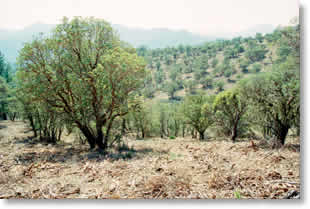 Slashbuster treatment of manzanita chaparral