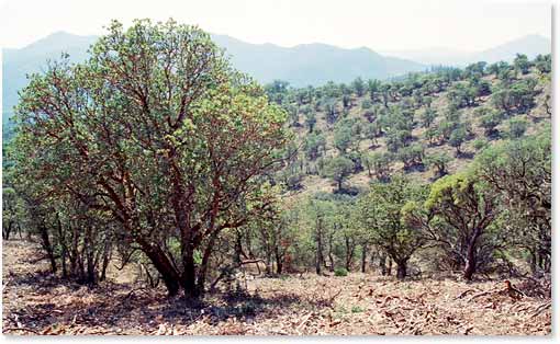 Manzanita after treatment